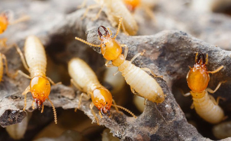 Termite Treatment